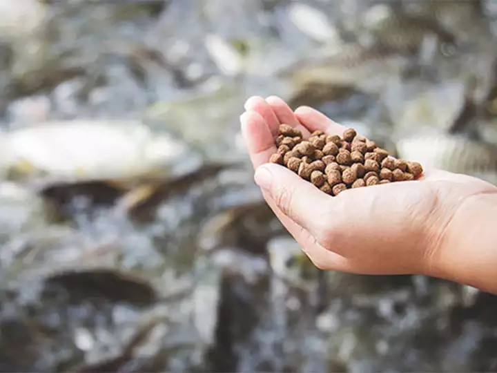 How to make a floating fish feed?